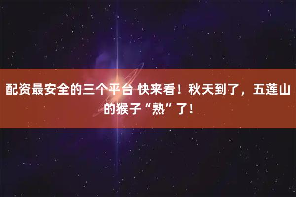 配资最安全的三个平台 快来看！秋天到了，五莲山的猴子“熟”了！